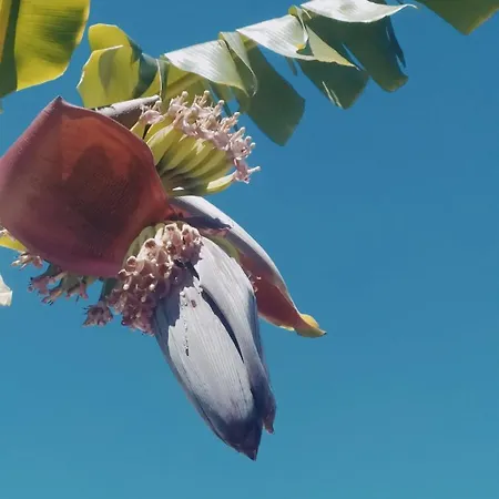 Апартаменты Nymphes Селианитика